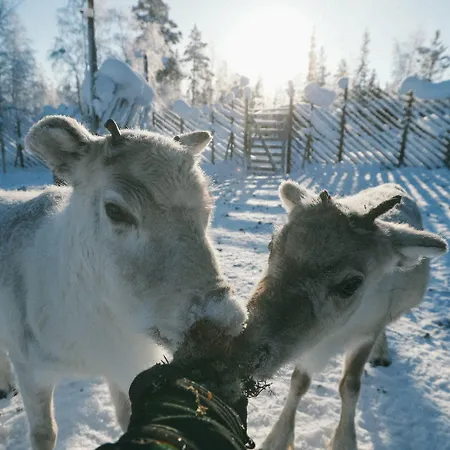 酒店 Northern Lights Ranch