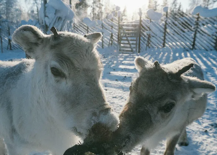 Hotell Northern Lights Ranch